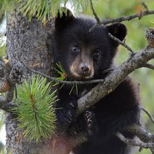 Схема вышивки «Медвежонок»