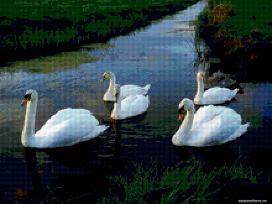 лебеди - пейзаж, лебеди, река - предпросмотр