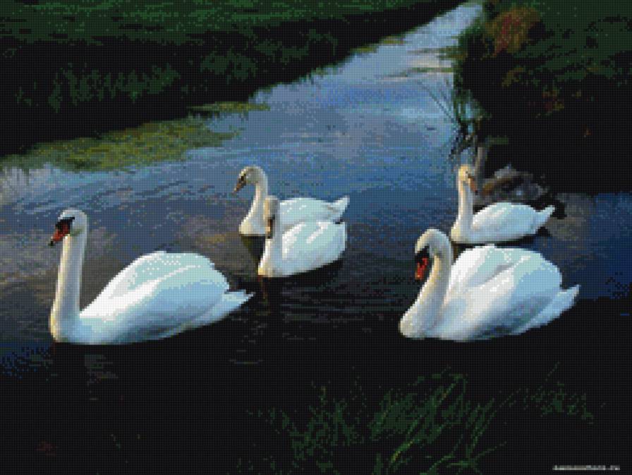 лебеди - пруд, пейзаж, лебеди - предпросмотр