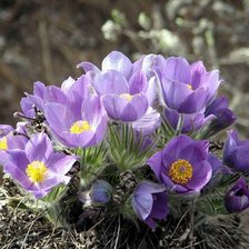 Схема вышивки «Дыхание весны»