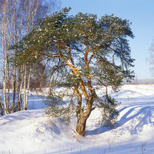 Схема вышивки «Зимний пейзаж»