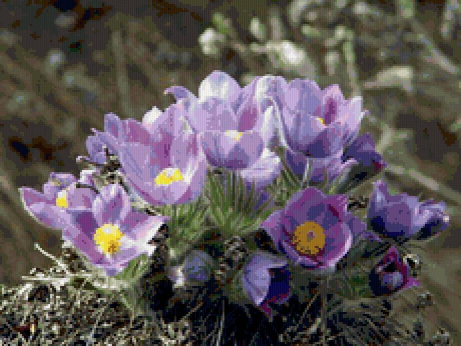 Дыхание весны - весна, проталины, цветы, природа - предпросмотр