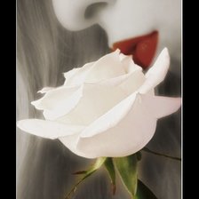 Схема вышивки «БЕЛАЯ РОЗА»