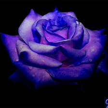 Схема вышивки «синяя роза»