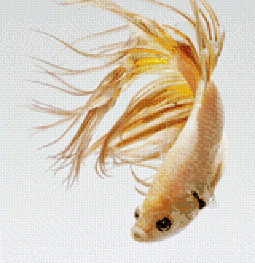 петушок - рыба, betta, петушок - предпросмотр