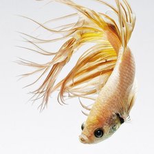 Схема вышивки «петушок»