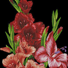 гладиолусы