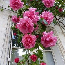 Схема вышивки «розы»