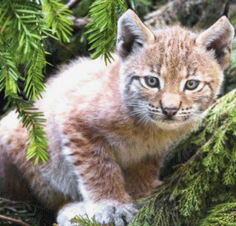 Рысенок - рысь, животные - предпросмотр