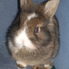 Схема вышивки «крол»