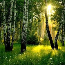 Схема вышивки «Берёзовая роща»