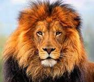 Схема вышивки «lauva»