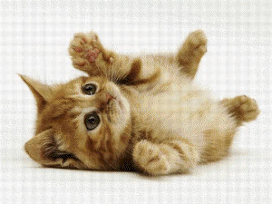 Рыжий котенок - котенок, рыжий - предпросмотр