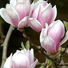 Схема вышивки «магнолия»