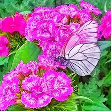 Схема вышивки «Бабочка»