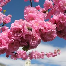 Схема вышивки «Сакура»