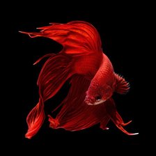 Схема вышивки «рыбка петушок»