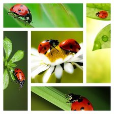 Схема вышивки «Модуль - Божьи коровки»