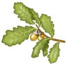 Схема вышивки «дубок»