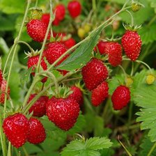 Схема вышивки «Земляника»