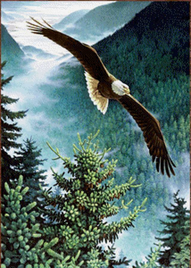 Полёт орла - природа, пейзаж, орел, птицы, горы - предпросмотр