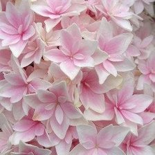 Схема вышивки «гортензия»