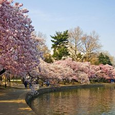 Схема вышивки «сакура»