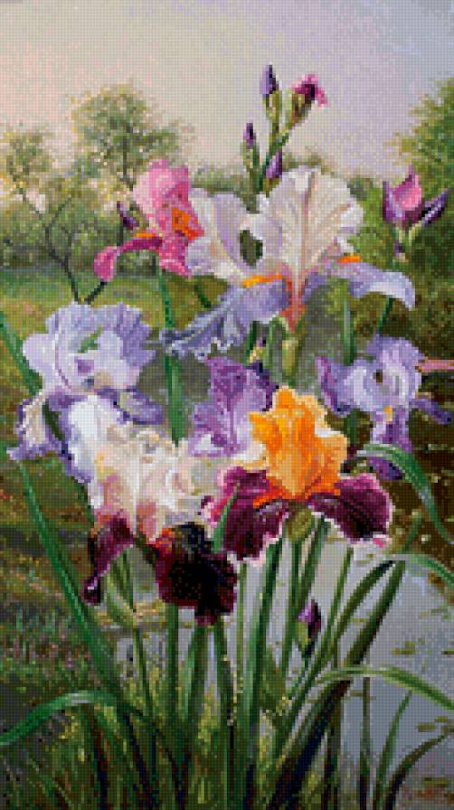 ирисы - цветы, ирисы - предпросмотр