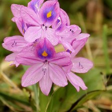 Схема вышивки «№906659»