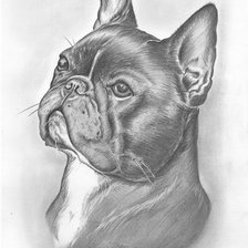 Схема вышивки «франс бульдог»