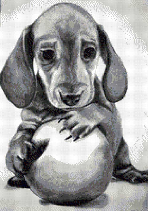 такса с мячиком - предпросмотр