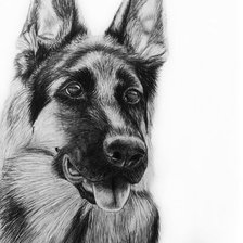 немецкая овчарка