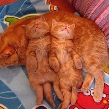 Схема вышивки «Рыжики»