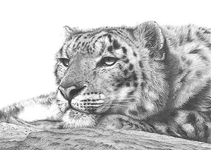 лео - оригинал