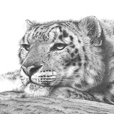 Схема вышивки «лео»