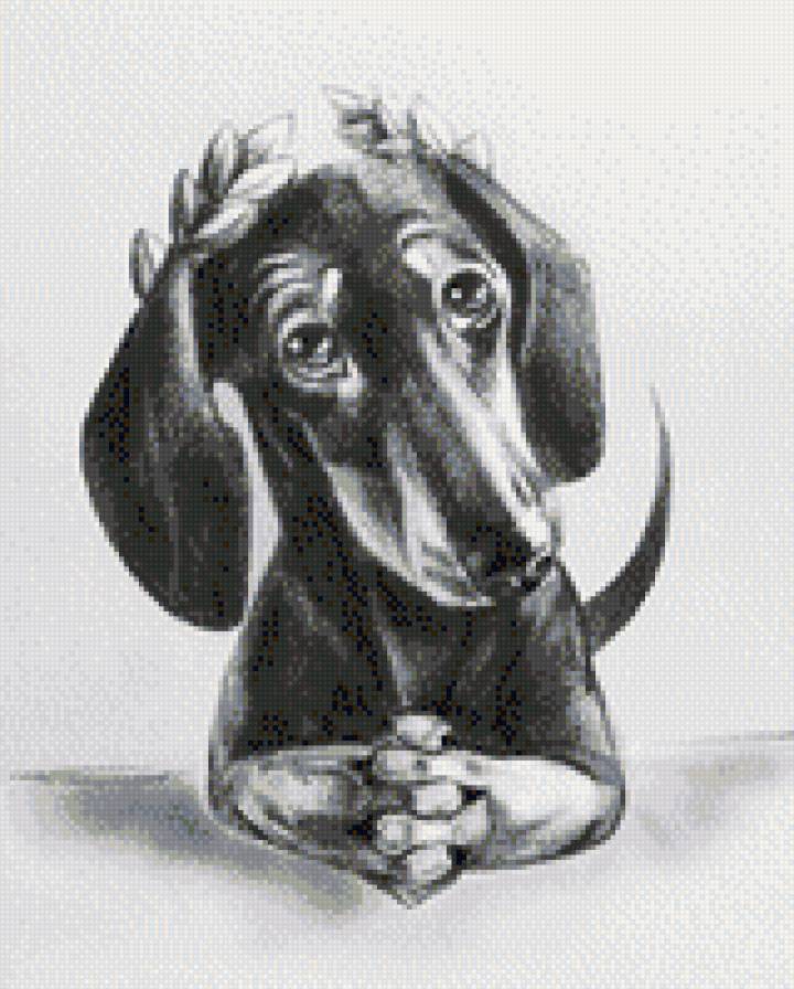 такса цезарь - предпросмотр