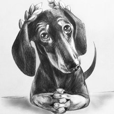 Схема вышивки «такса цезарь»