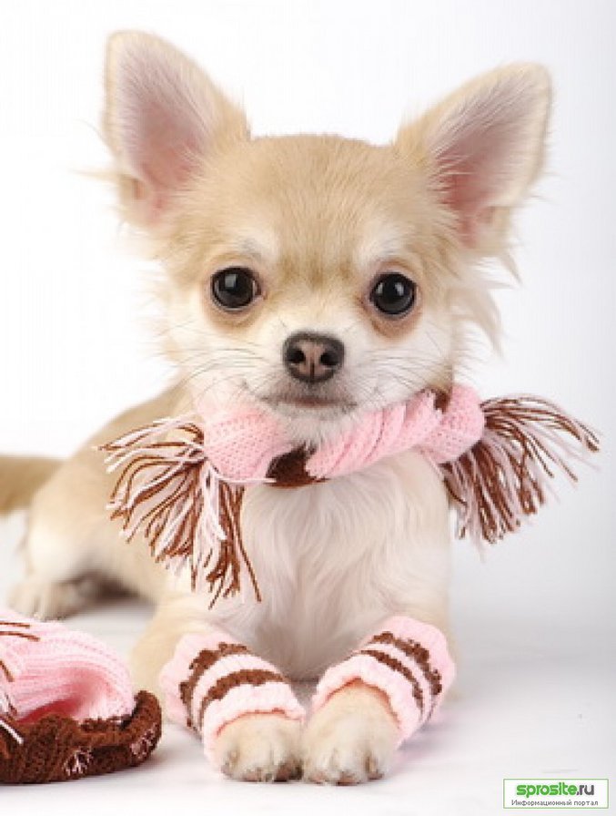 Чих - оригинал