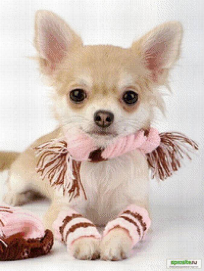 Чих - предпросмотр