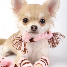 Схема вышивки «Чих»