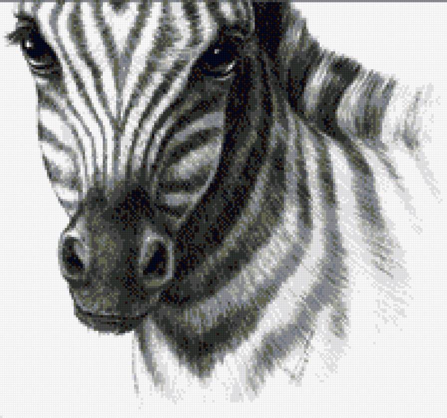 зебра - предпросмотр