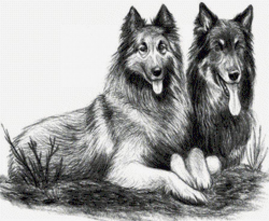 собаки - предпросмотр