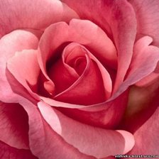 Схема вышивки «розочка подушка для иголок»