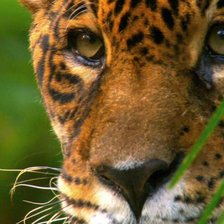 Схема вышивки «Леопард»