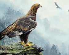 хищная птица