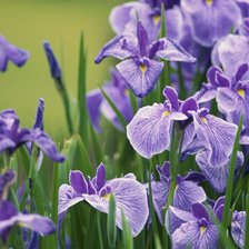 Схема вышивки «№907669»