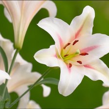 Схема вышивки «лилии»