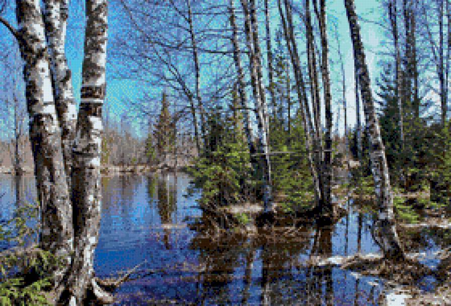 Разлив у берез и елей - береза, река, ель, пейзаж, природа - предпросмотр