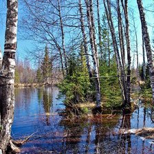 Разлив у берез и елей