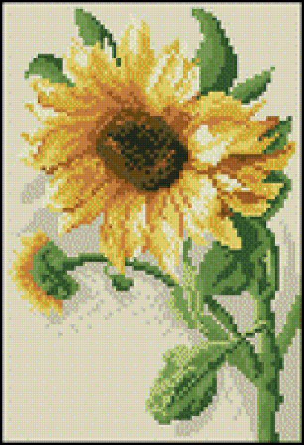 Подсолнух - предпросмотр